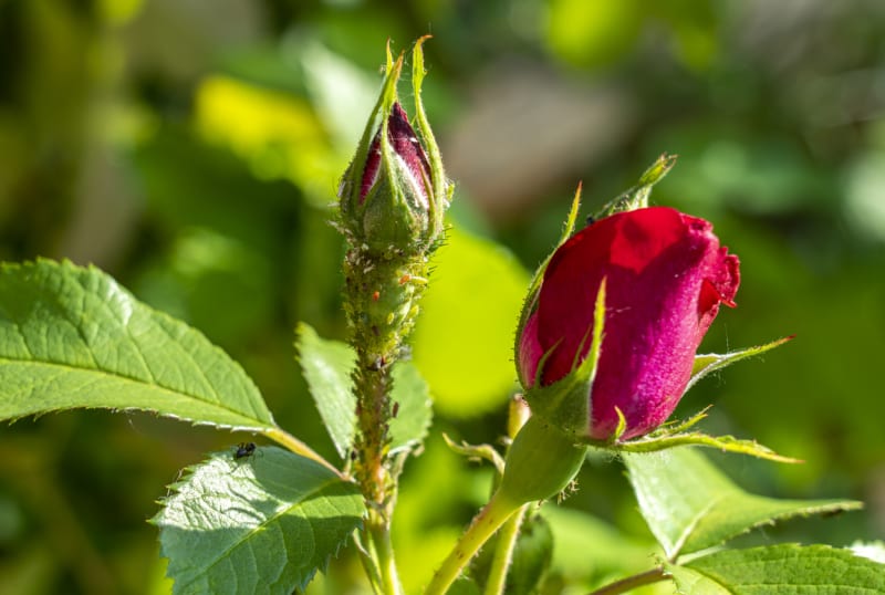 Jedlá soda na zahradě velmi dobře funguje hlavně jako ochrana růží, na kterých si mšice pochutnávají nejčastěji