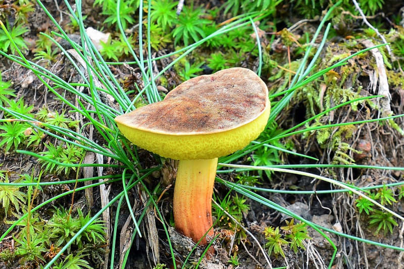 10 nejznámějších hub našich lesů aneb co Čech, to houbař 9