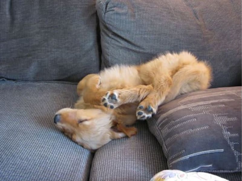 GALERIE: Jasný důkaz, že psi dokáží usnout kdekoliv a kdykoliv - Obrázek 6
