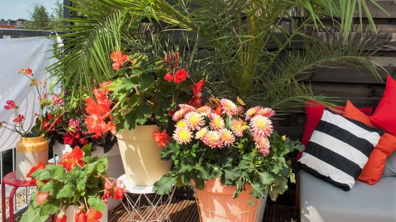 Kdo nemá vlastní zahradu, a přesto se nechce vzdát vlastních begonií, lilií, jiřinek a dalších letních cibulovin, může je hravě pěstovat na balkoně nebo na terase v truhlících, květináčích a keramických mísách. 