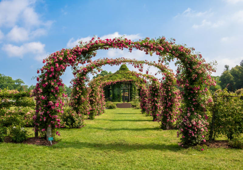 Nejkrásnější růžové zahrady 10