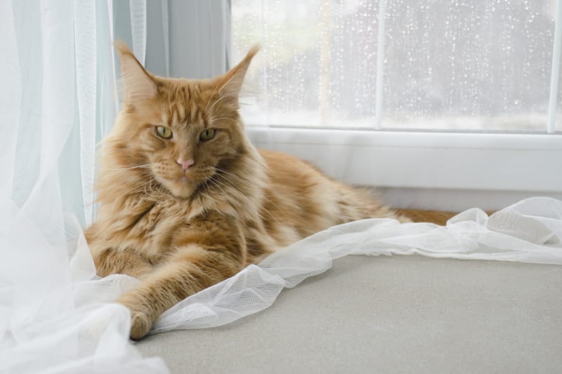 Mainská mývalí kočka: Typické pro tyto kočičky jsou dlouhý a bohatě chlupatý ocas a štětičky na uších.