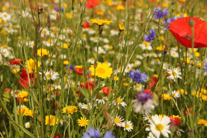 Květnatá louka: Pozvěte včelky, čmeláky i motýly  4
