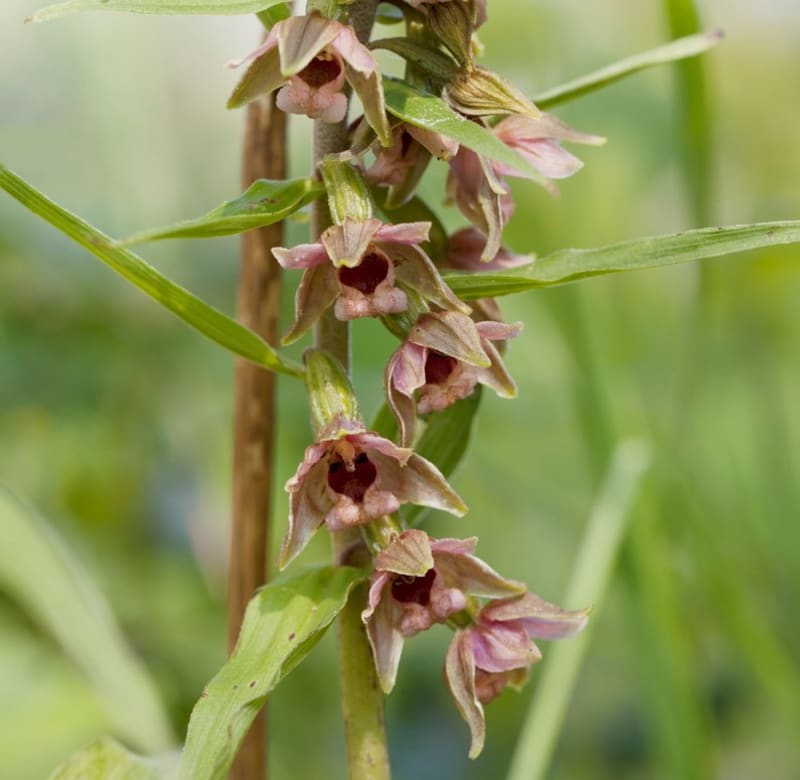 Zemní orchideje, které můžete právě teď potkat v přírodě 6