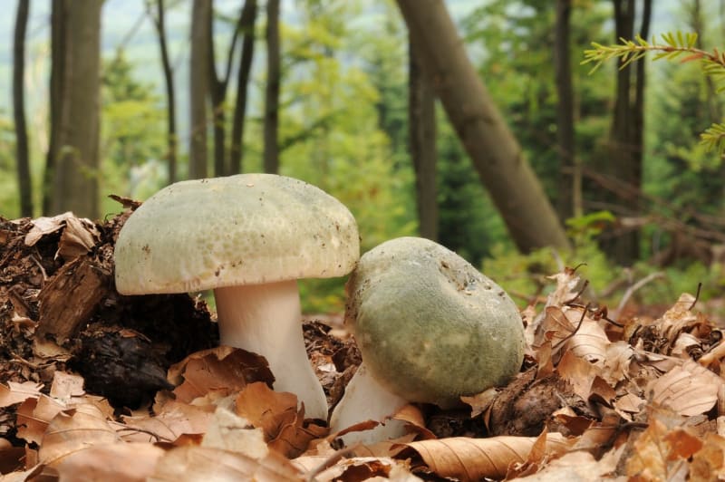 10 nejznámějších hub našich lesů aneb co Čech, to houbař 20