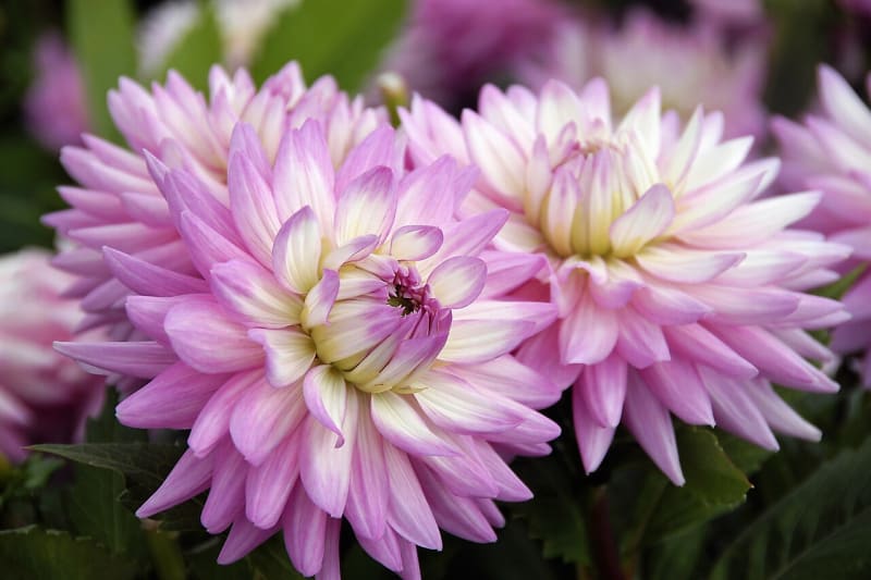 Jiřinky dekorační jsou atraktivní jiřiny se stočenými květními plátky, jejichž okraje směřují nahoru. Na snímku kultivar Karma Amanda.