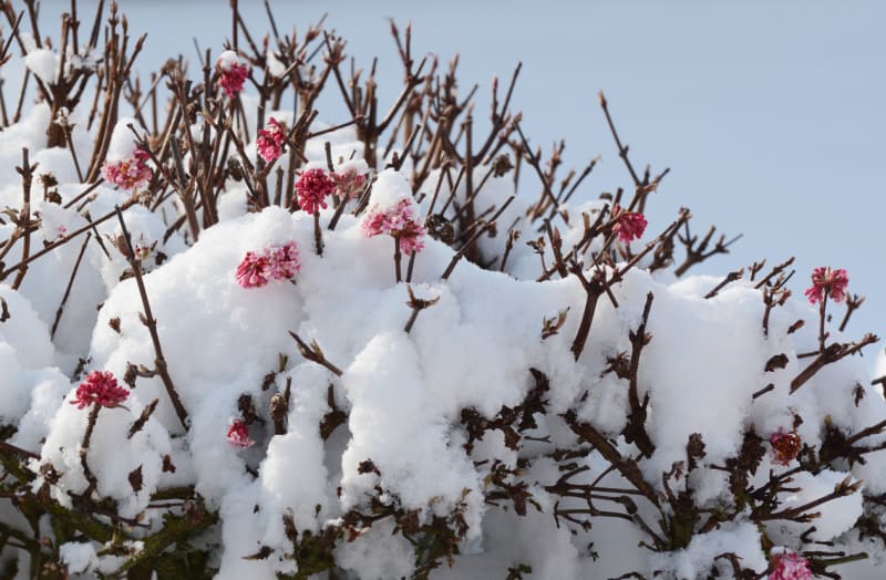 Kalina růžová: V mírných zimách vykvétá už koncem prosince, ale v únoru už si kvetení nedá vymluvit ani při pohledu na zasněženou krajinu.