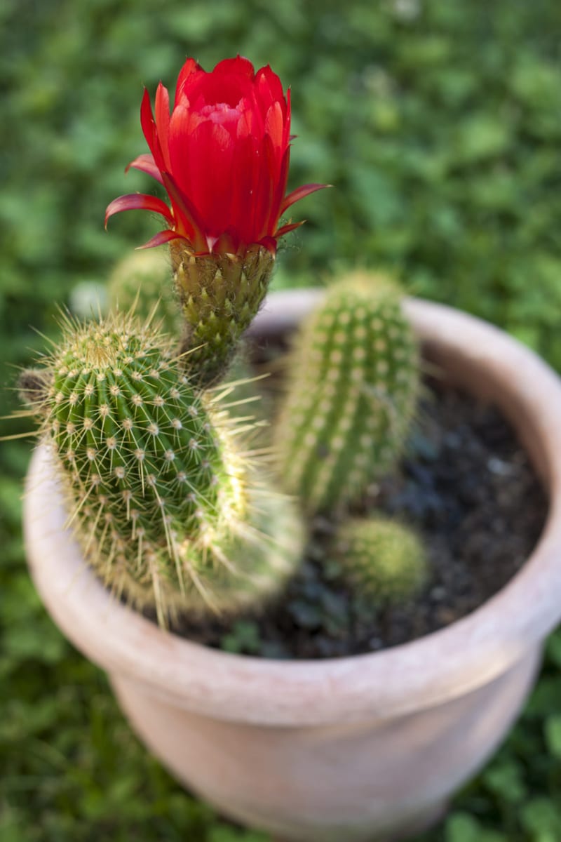 Rostliny s pozitivní energií - Obrázek 1 -  Kaktus