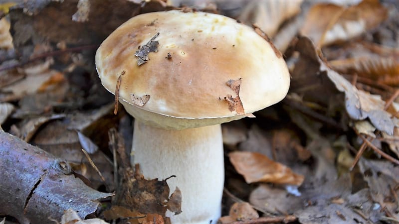 10 nejznámějších hub našich lesů aneb co Čech, to houbař 5