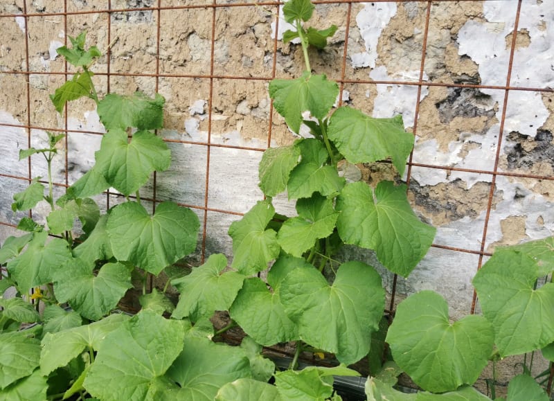 Samozavlažovací truhlíky se hodí i pro pěstování okurek, jen jim musíte dopřát pevnou oporu pro dlouhé výhony