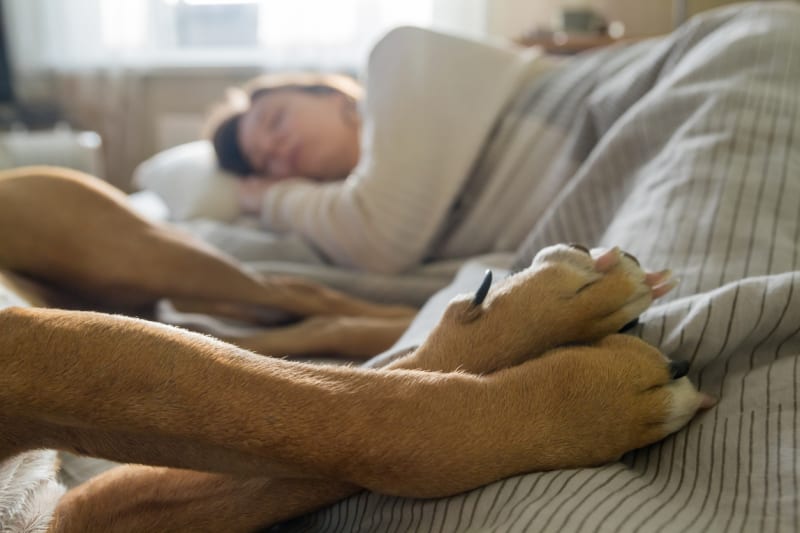 Jak psi spí v posteli: PPokud pes usne v téhle pozici ( přední i zadní tlapy má natažené dopředu), chce si udržet kontrolu nad okolím, aby vás mohl ochránit, ale zároveň touží po tom být vám nablízku…