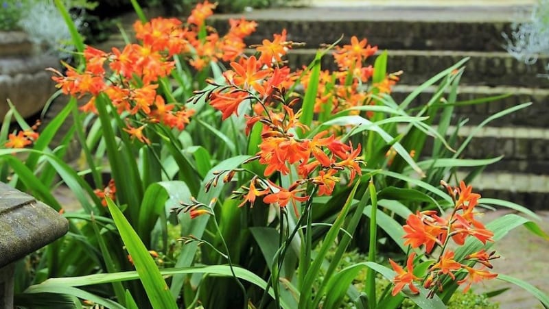 Montbrecie (Crocosmia) jsou exotické hlíznaté květiny, jejichž květy v celé škále teplých barev od žlutooranžové po šarlatově červenou připomínají frézie a vzpřímené, mečovité listy kosatce a mečíky. Kvetou od od června do října. 