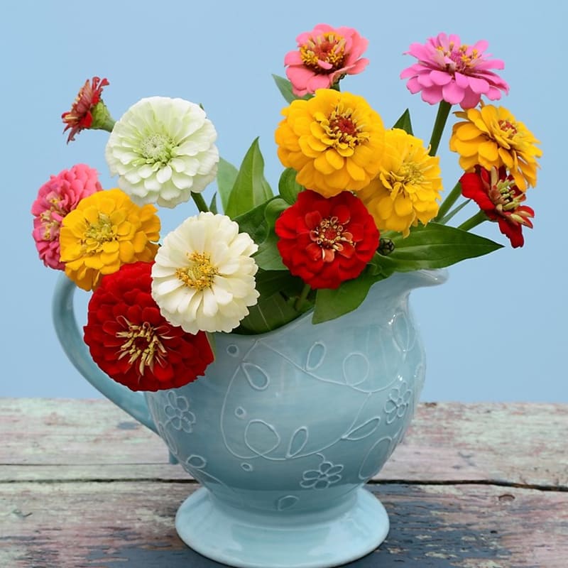 Cínie neboli ostálky jsou skvělé k řezu do vázy, při časté výměně vody vydrží svěží i více než týden. Nebojte se řezat květy do váz – podpoříte tím větvení rostliny i další růst.