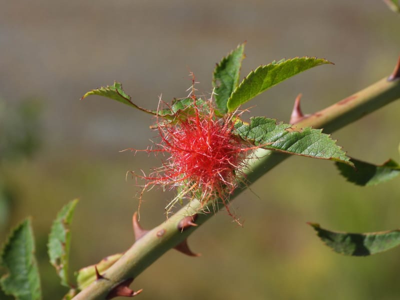 Žlabatka růžová (Diplolepis rosae) 