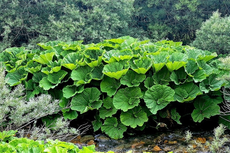 Devětsil lékařský: Teprve po odkvětu začínají vyrůstat dlouze řapíkaté listy, které mohou dosahovat rozpětí až 50 cm. Listy devětsilu patří k největším v české v přírodě. 