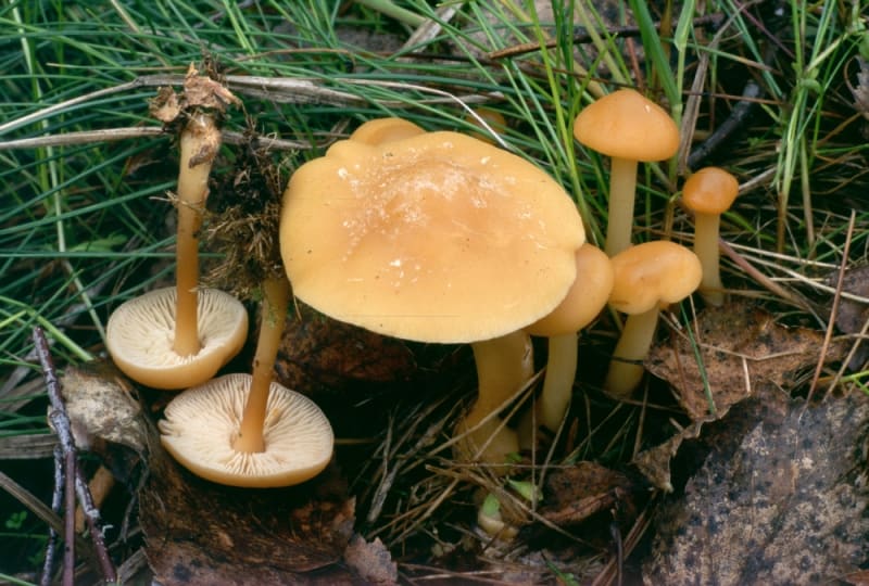 Podzimní houby - Obrázek 8 - Penízovka dubová (Gymnopus dryophilus)
