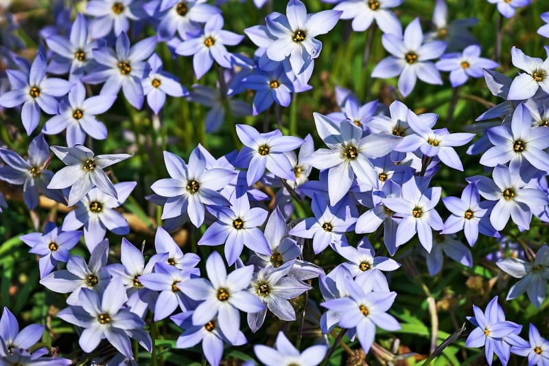 Ifeion jednokvětý (Ipheion uniflorum): Modrý kultivar ‚Jessie‘ kvete od května do června.