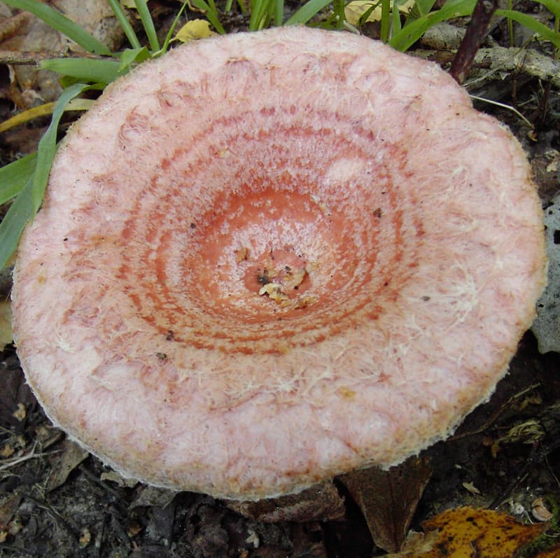 Jedovaté houby - Obrázek 4 - Ryzec kravský (Lactarius torminosus)