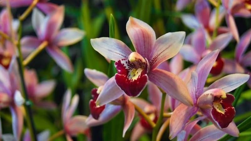 Péče o orchideje  - Obrázek 3