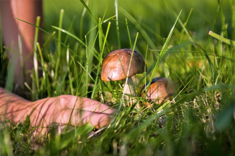 Obecně platí, že v lese rostoucí houby bychom měli sníst nejpozději do dvou až tří dnů.