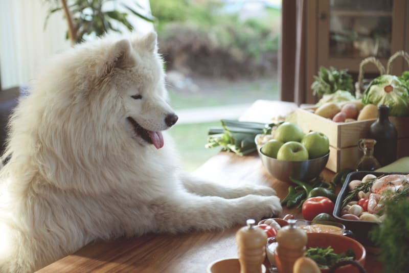 5 mýtů o psím stravování 3