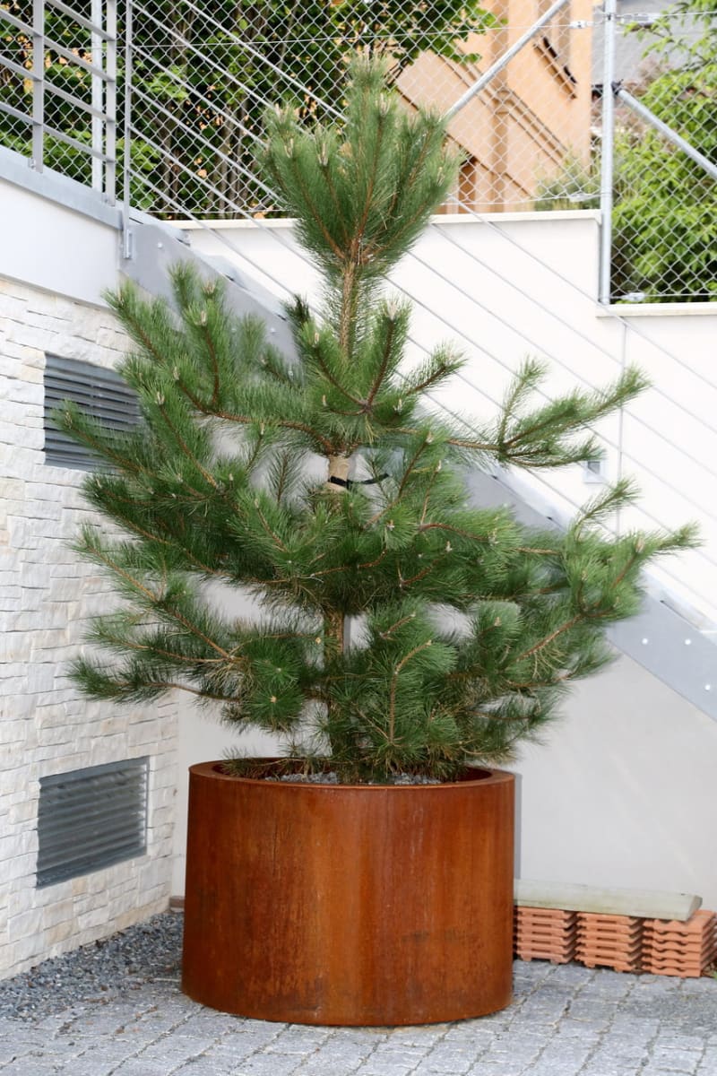 Moderní zahrada ctí ducha První republiky - Obrázek 15 - borovice černá - Pinus nigra ssp.nigra