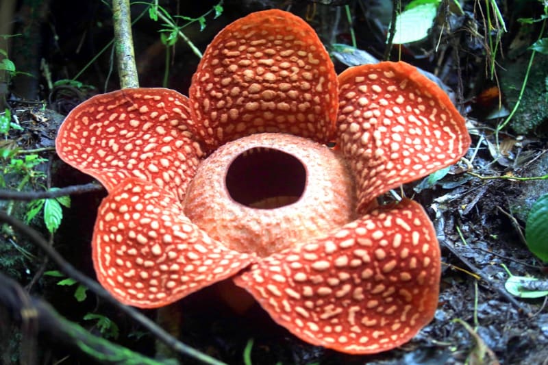 Rafflesia tuan-mudae 2