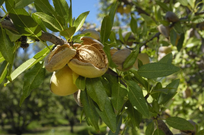Mandloň obecná (Prunus dulcis) 1