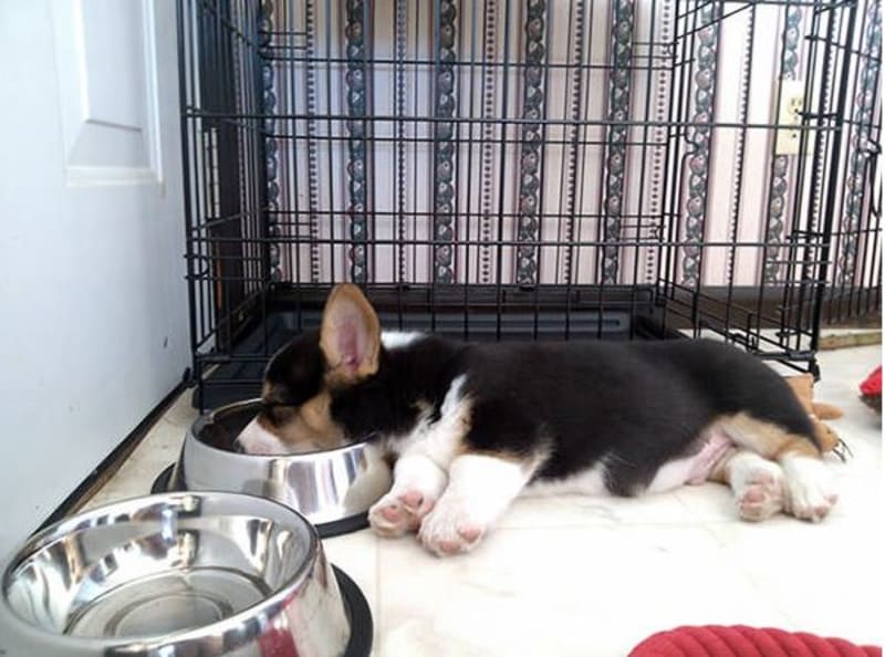GALERIE: Jasný důkaz, že psi dokáží usnout kdekoliv a kdykoliv - Obrázek 4