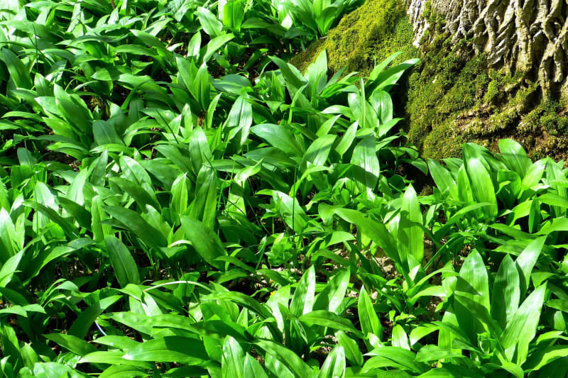 Nejlepší byliny pro jarní detox sbíráme v dubnu: Oblíbený česnek medvědí (Allium ursinum) vpřírodě najdeme na vlhčích, spíše stinných místech, v lužních a listnatých lesích a kolem potoků. Brzy z jara tvoří bohaté, svěže zelené porosty podlouhle širokých listů se silnou, příjemně česnekovou vůní. 