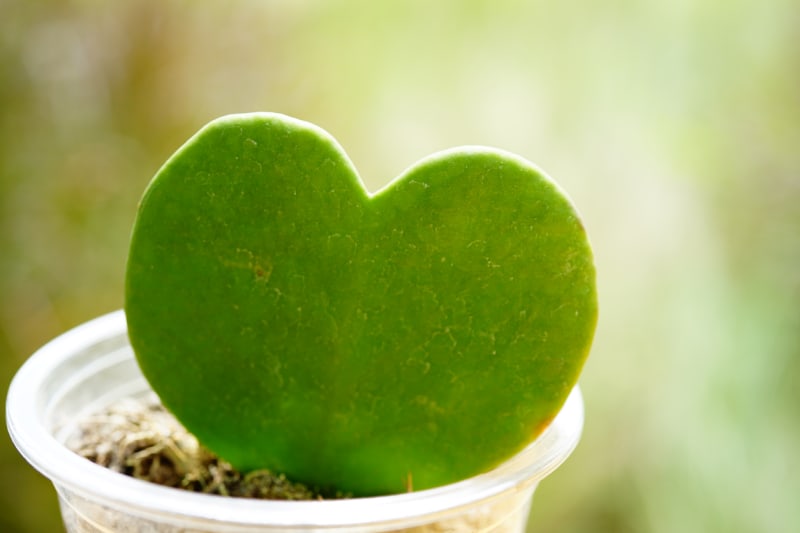 Voskovka Hoya kerrii: Většinou se prodává v květináči jenom jediný zakořeněný list ve tvaru srdce. Časem se ale může proměnit v bujnou liánu.
