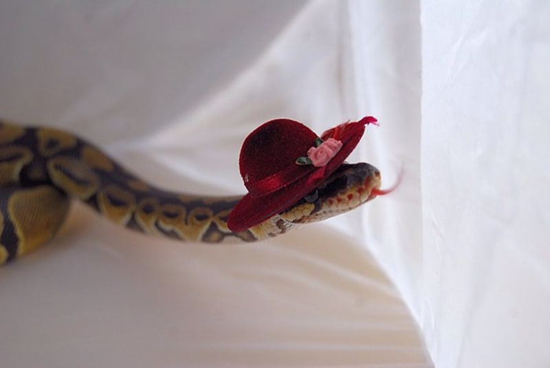 Hadi v kloboučku - Obrázek 18
