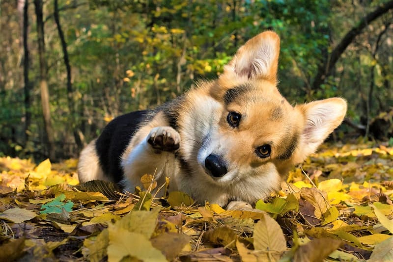 Podzim je ideální období na výlety a procházky se psy. Ale právě podzimní měsíce přináší spolu se svými nespornými krásami i mnohá skrytá nebezpečí, o kterých by majitelé psů měli vědět. 