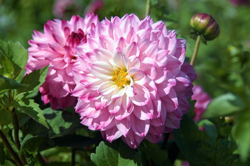 12 rad a tipů, jak zasadit a pěstovat jiřiny, tradiční květiny našich zahrad 30