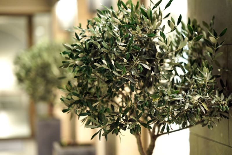 Olivovník evropský (Olea europaea) 1