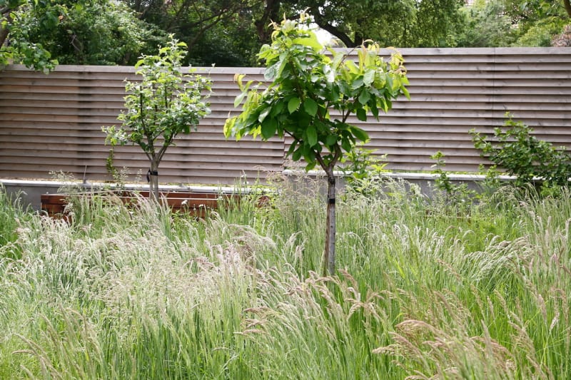 Moderní zahrada ctí ducha První republiky - Obrázek 13 - třešeň - Prunus avium 'Karina' v louce