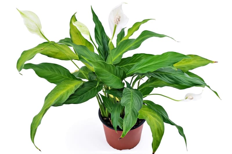 Proč doma pěstovat květiny: K top čističům vzduchu v bytě patří.lopatkovec neboli toulcovka (Spathiphyllum).