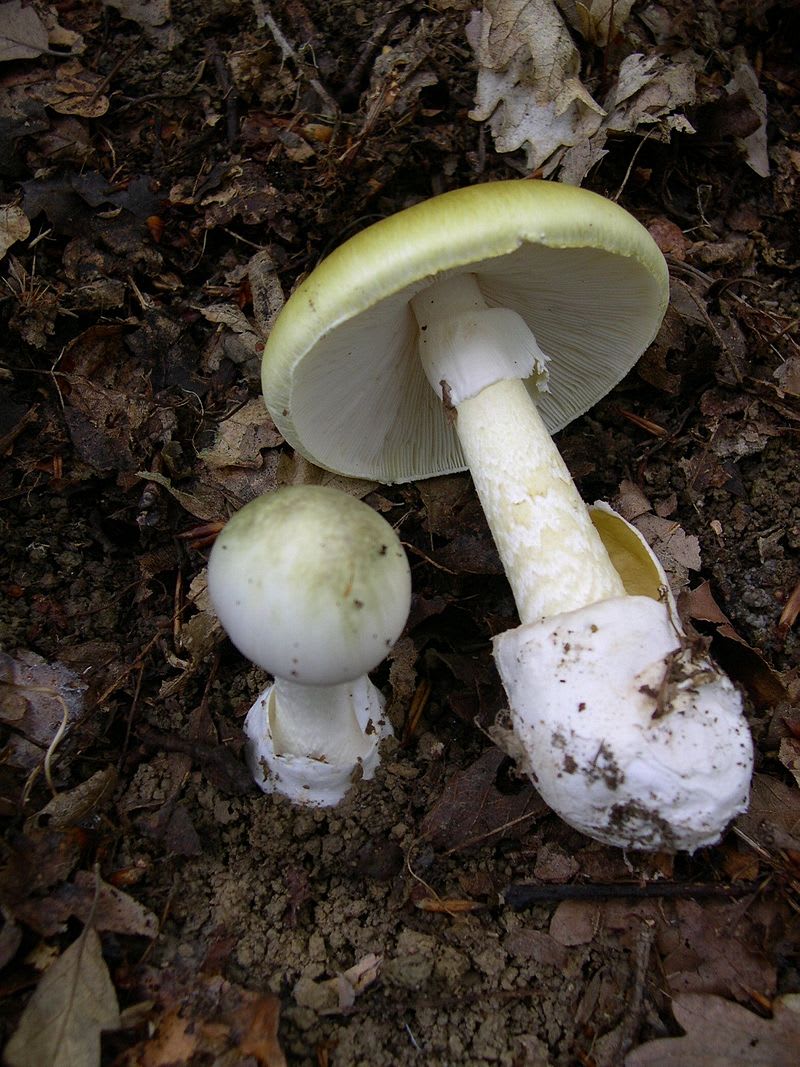 Jedovaté houby - Obrázek 1 - Muchomůrka zelená (Amanita phalloides)