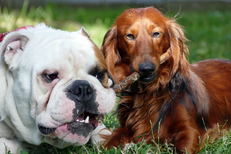 Psí horoskop: Pes ve znamení Střelce je přátelský a hravý. Je šťastný ve společnosti jiných psů  i dalších zvířat, rád poznává všechno nové.