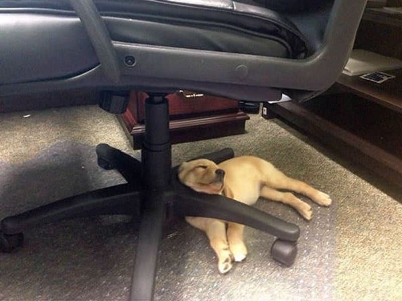 GALERIE: Jasný důkaz, že psi dokáží usnout kdekoliv a kdykoliv - Obrázek 10