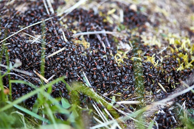 I když jsou mravenci v přírodě užiteční, pokud se přemnoží na zahradě, nadšeni z nich nebýváme. Pojďme si vzít na pomoc jedlou sodu a zažeňme je
