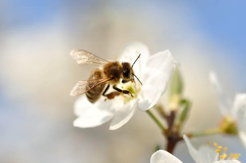 Včely sbírají pyl od časného jara