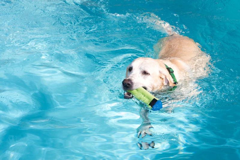 Psi raději plavou v přírodě, jen málokterému se chce i do bazénu