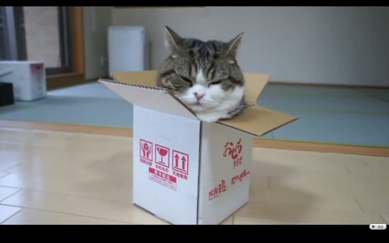 Kočky v krabici - Obrázek 7
