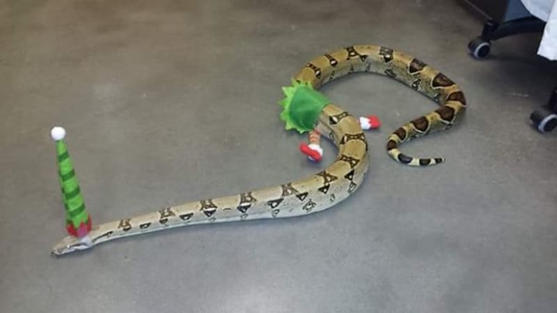 Hadi v kloboučku - Obrázek 24