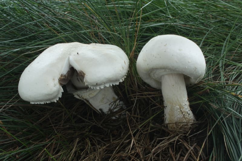 Podzimní houby - Obrázek 7 - Pečárka ovčí (Agaricus arvensis)