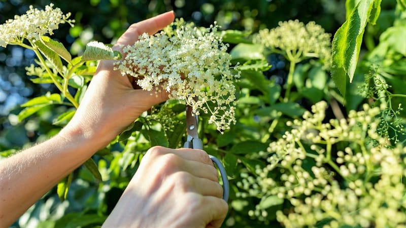 7 léčivých rostlin, které je nejlepší sbírat v květnu: Bříza, kopřiva, hluchavka, kontryhel, bršlice, sedmikráska a černý bez