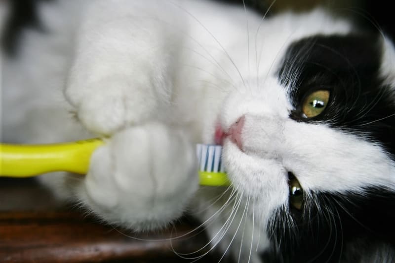 Jak čistit kočkám zuby:  U dospělé kočky už to většinou bývá obtížné, někdy i beznadějné, ale hlavně se nevzdávejte, chce to trpělivost a vytrvalost.