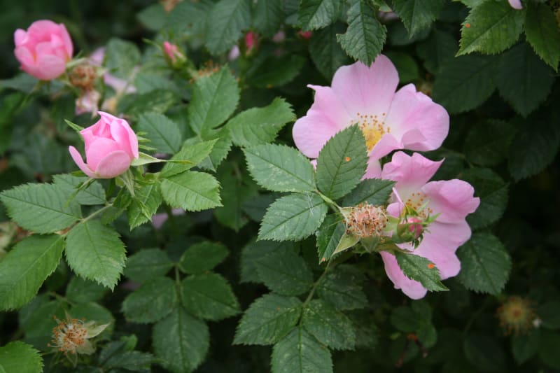 Růže šípková (Rosa canina) roste podél polních cest, na pastvinách a slunných stráních a na krajích lesů. Jako léčivka jsou známější šípky, ale blahodárné účinky na zdraví mají také voňavé růžové okvětní plátky, které se sbírají v pozdním jaru, když divoká šípková růže rozkvete do krásy