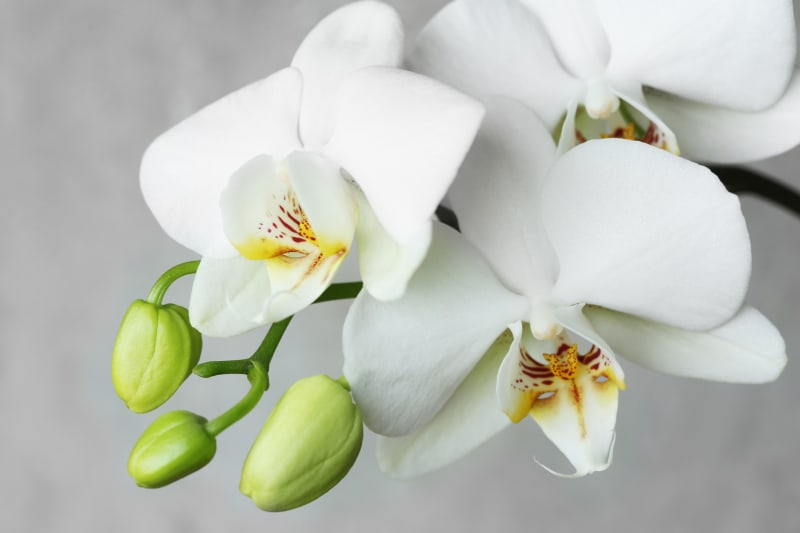 Květináč s orchidejí umístíme nejlépe k východně orientovanému oknu. Květině prospívá časté rosení odstátou vodou. Pro vyšší vlhkost vzduchu můžeme do místnosti umístit misku s vodou. 